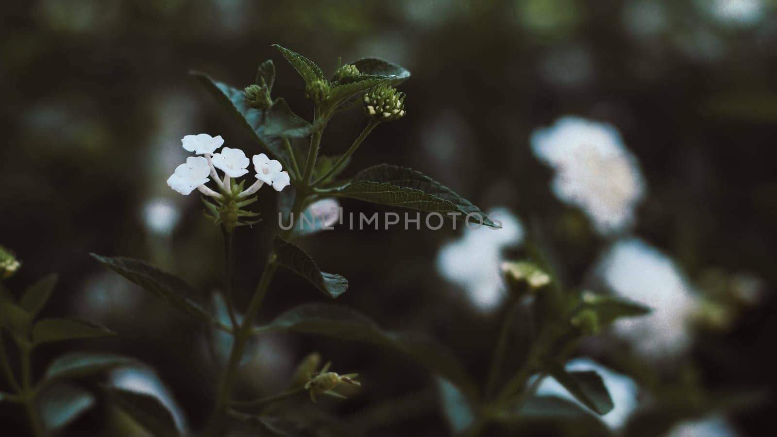 Little white flower with Tropical leaves, abstract green leaves texture, nature background