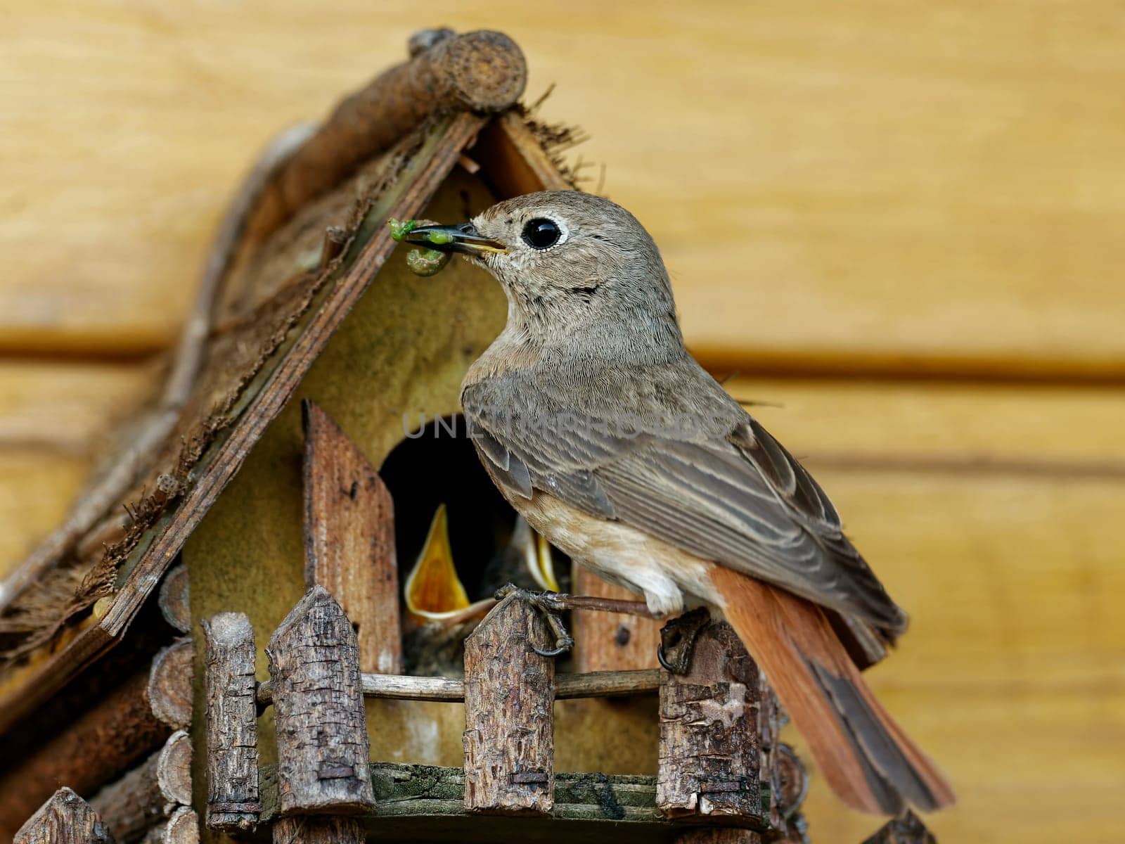 Common redstart feeding the kids