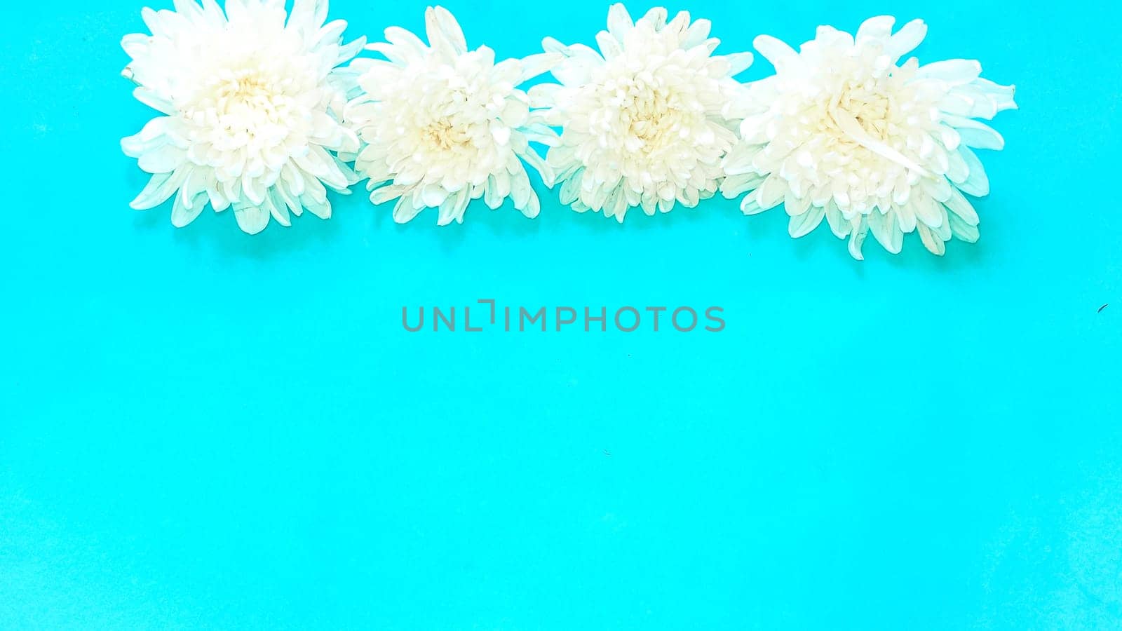 Flowers composition made of white flowers on blue background. Flat lay, top view