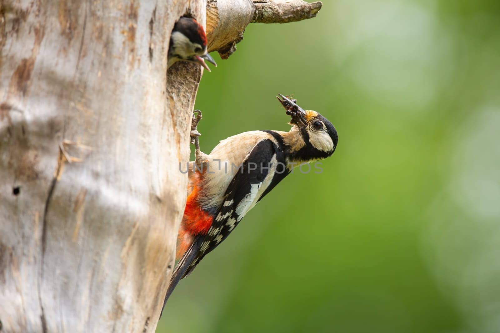 Great spotted woodpecker nesting inside a tree in springtime nature. Adult bird holding insect in a beak about to feed its young in cavity. Animal wildlife breeding in forest.