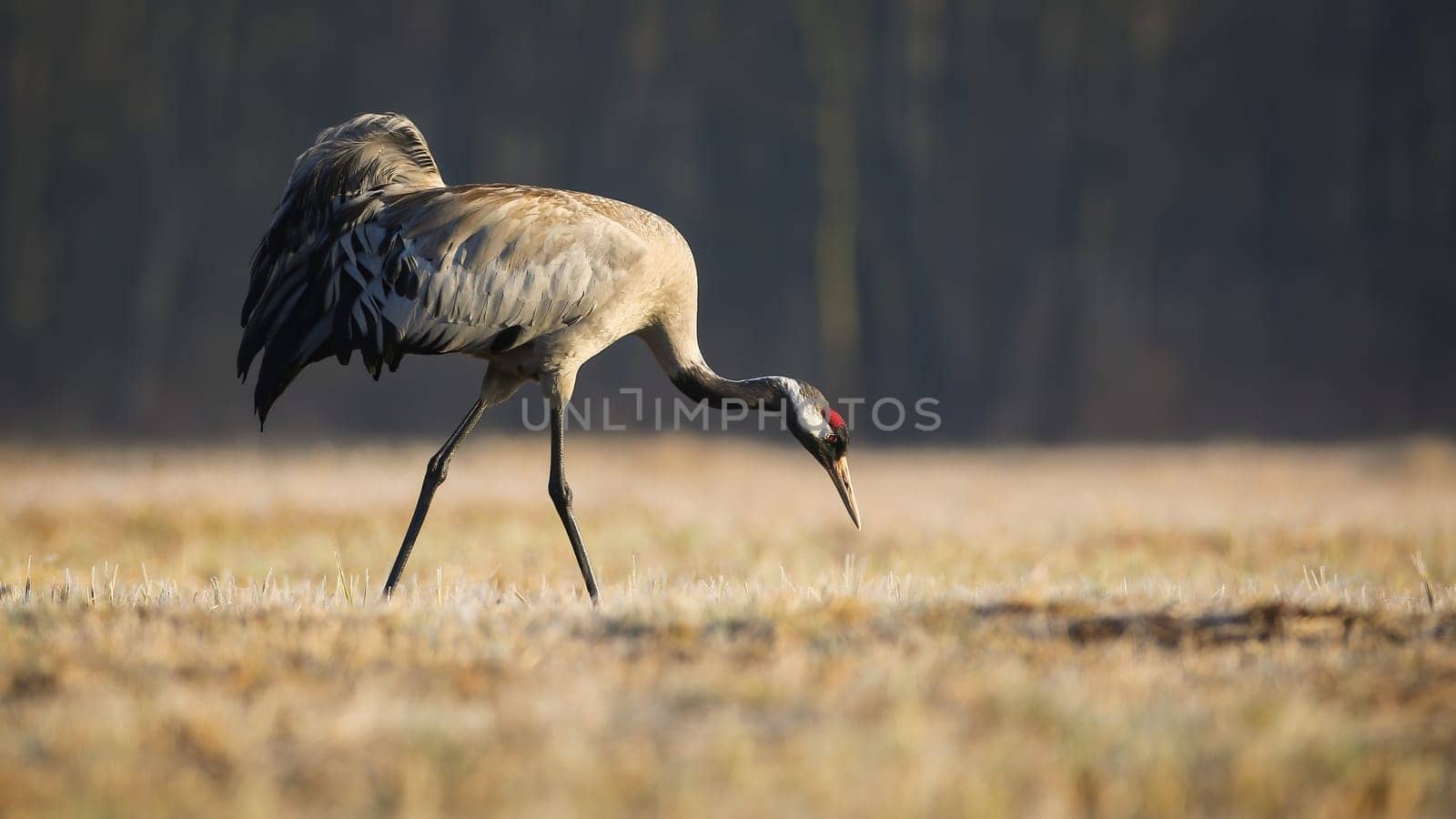 common crane, grus grus, searching for food in dry grass in autumn nature. Long-leged feathered animal walking on field in fall. Grey bird marching on meadow.