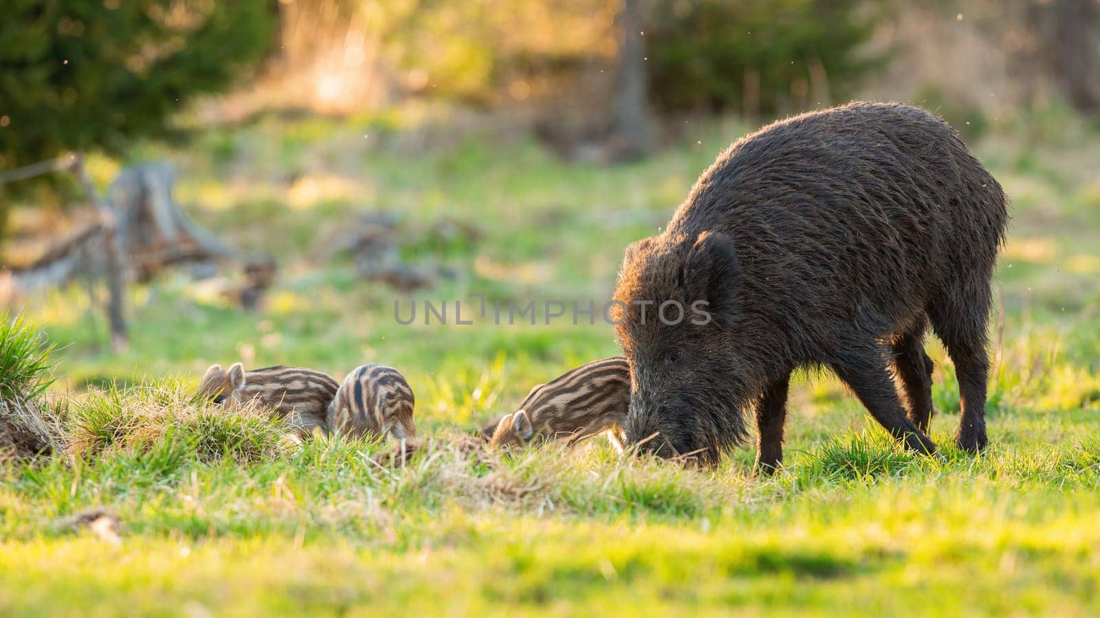 Wild boar, sus scrofa, family feeding on pasture in spring nature. Adult swine with striped piglets grazing on grassland in sunlight with copy space.