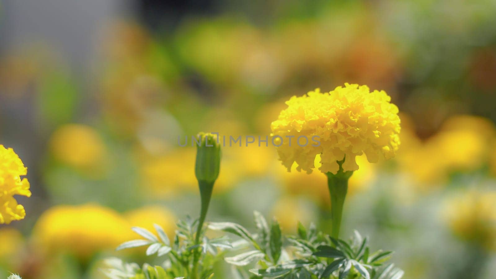 Leaves and yellow blossom flowers in summer. Botanical illustration composition of yellow flowers and wild herbs