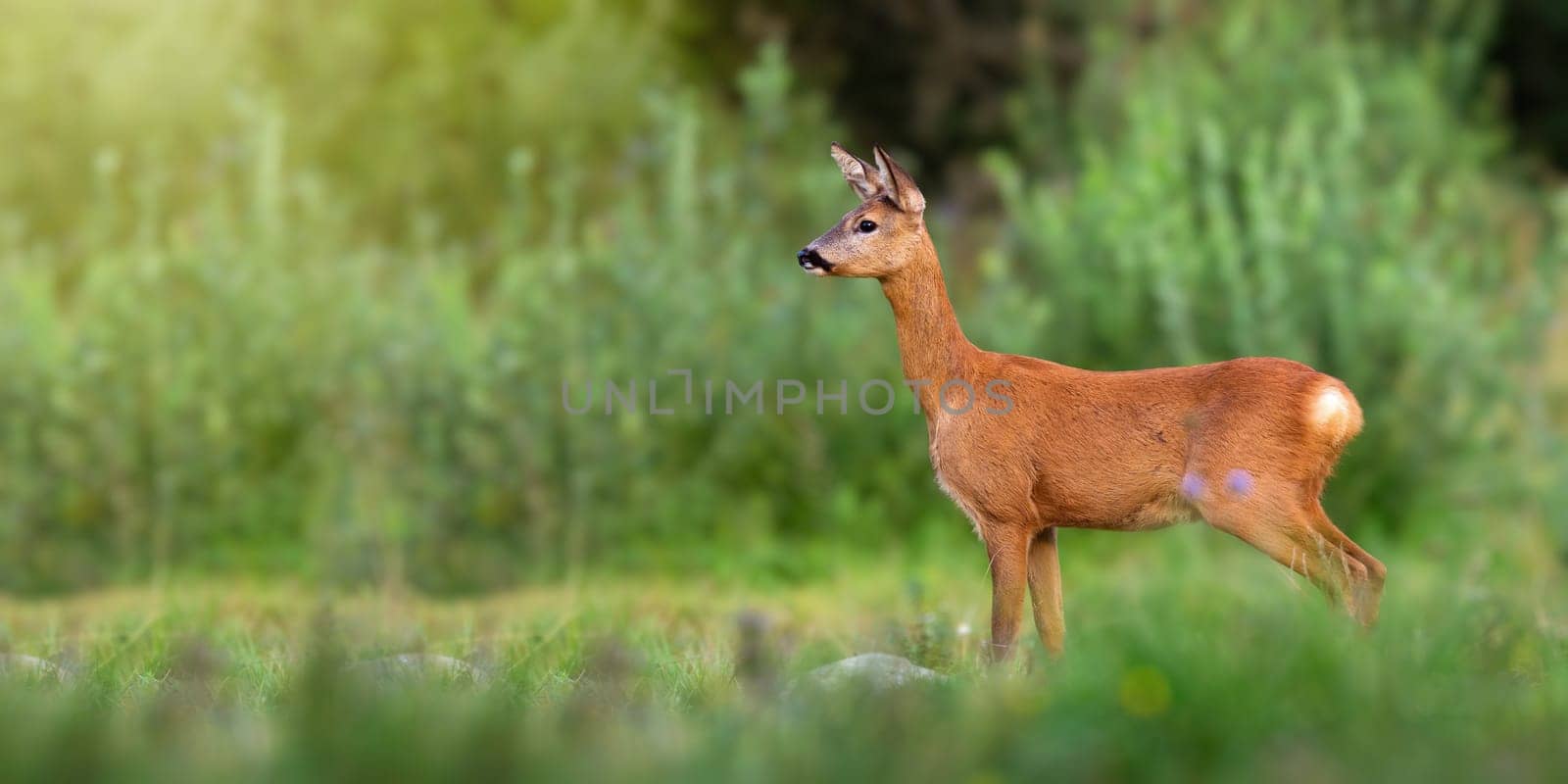 Roe deer, capreolus capreolus, doe standing on green glade in summertime nature. Female mammal looking aside with blurred bushes in background. Animal wildlife in summer with copy space.