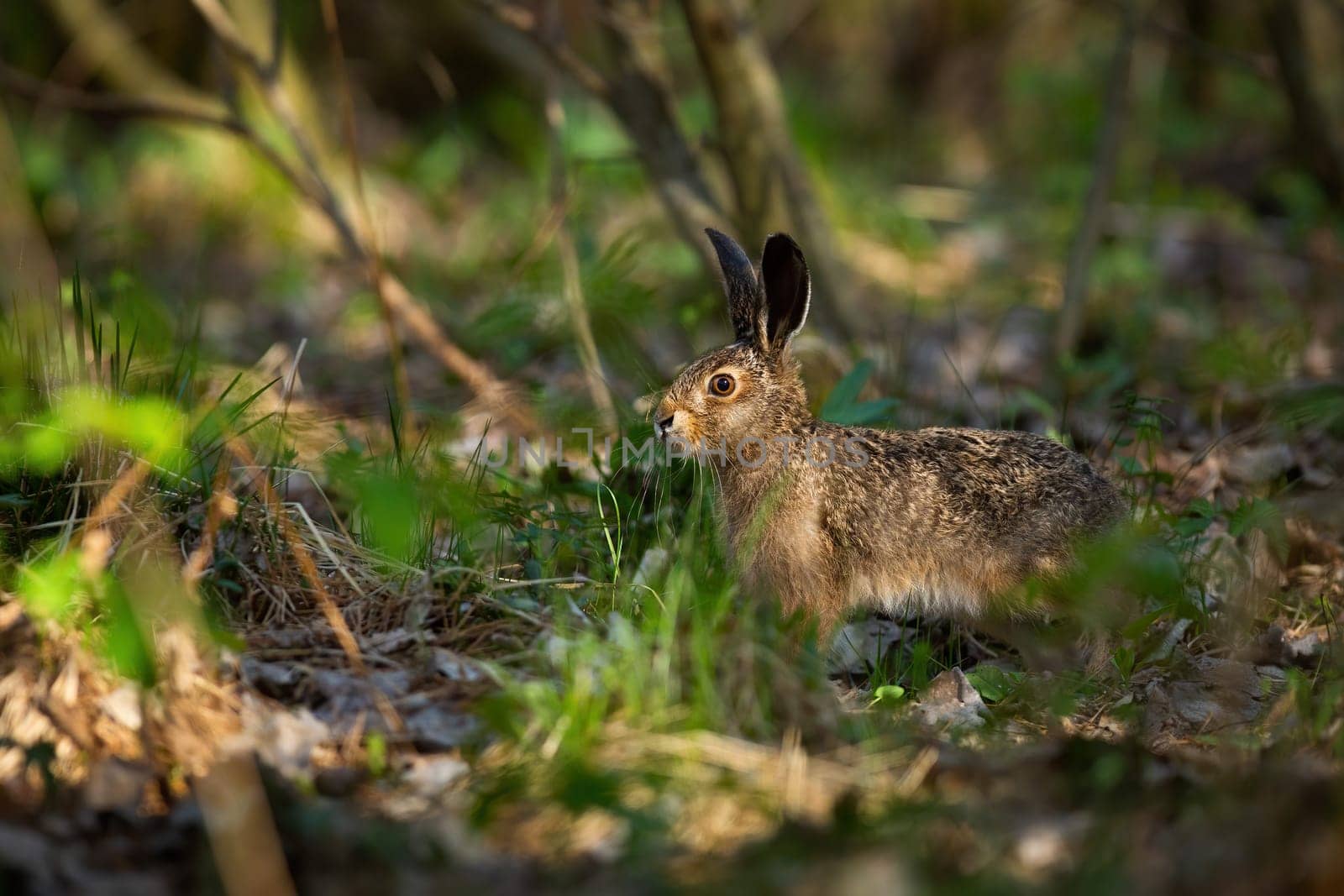 Juvenille brown hare, lepus europaeus, standing in forest during sunny spring day. Wild rabbit looking in woodland from side view. Young mammal observing in wilderness.