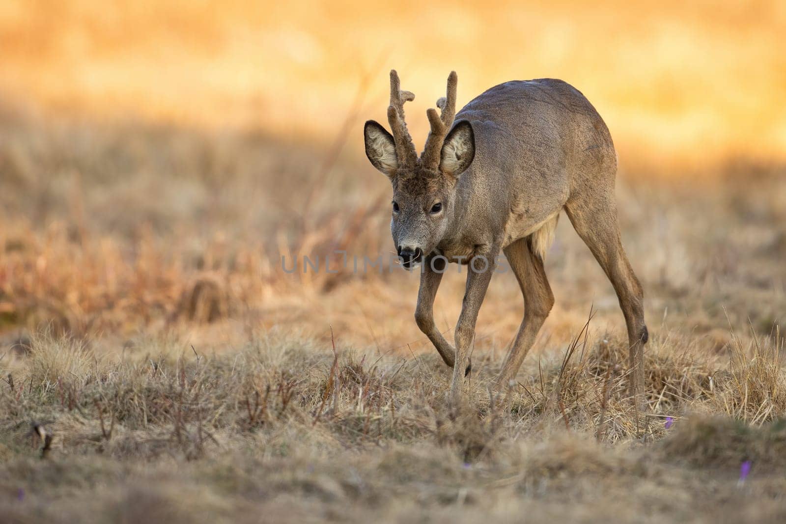 Roe deer, capreolus capreolus, walking on dry field in sunny spring nature. Roebuck with new velvet antlers marching on meadow. Brown animal moving on steppe.