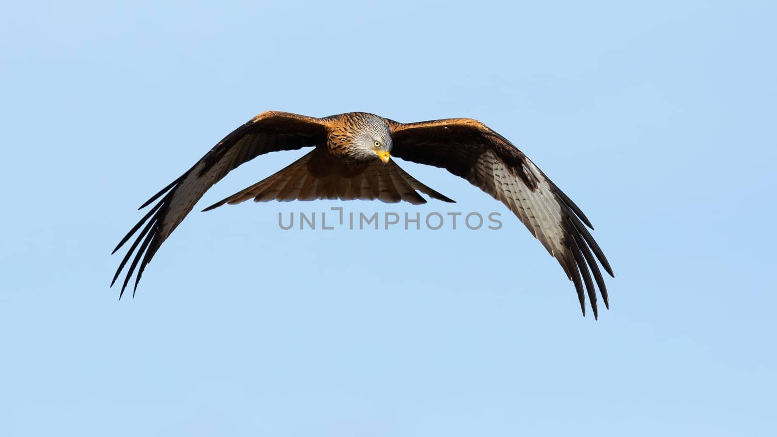 Magnificent red kite, milvus milvus, in flight on the blue sky from front. Feathered huge animal hovering in the air. Bird of prey with open wings in clear nature.