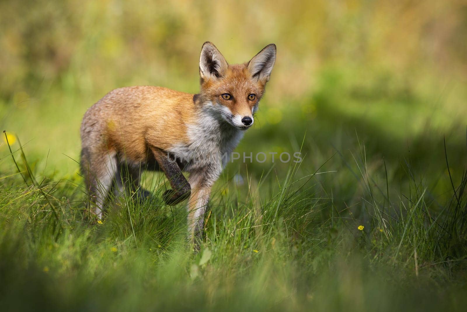 Curious red fox, vulpes vulpes, rising one leg and approaching from front on glade in summer nature. Mammal with orange fur walking through a meadow with green grass illuminated by morning sun