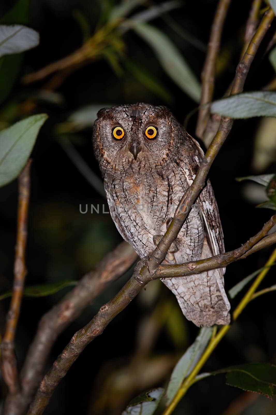 Alert eurasian scops owl, otus scops, looking into camera at night. Vertical composition of attentive wild bird with brown feathers sitting on a branch in treetop.
