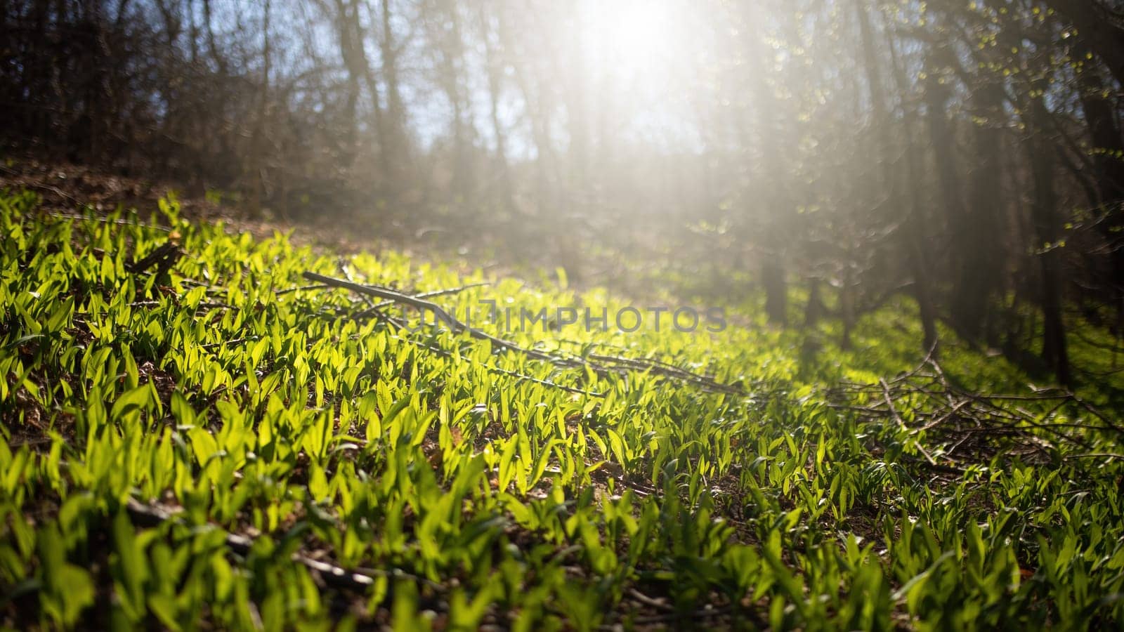Green bear garlic, allium ursinum, growing on glade in spring forest backlit by morning sun. Buckram leaves on the ground with copy space. Meadow with wild herbs in nature.