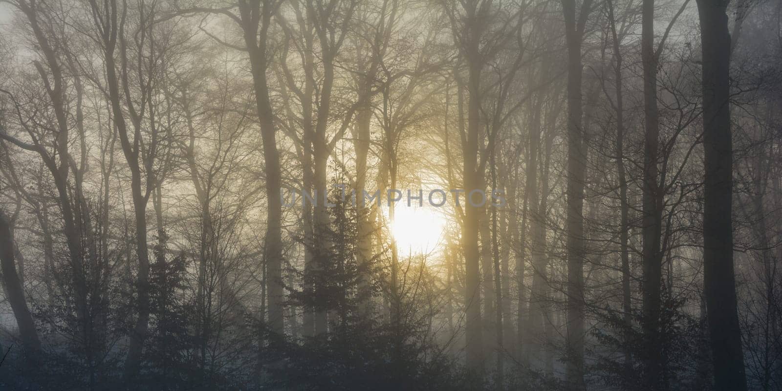 Orange sunrise behind tall trees on a foggy morning on a cold winter day in the Spessart, Bavaria, Germany