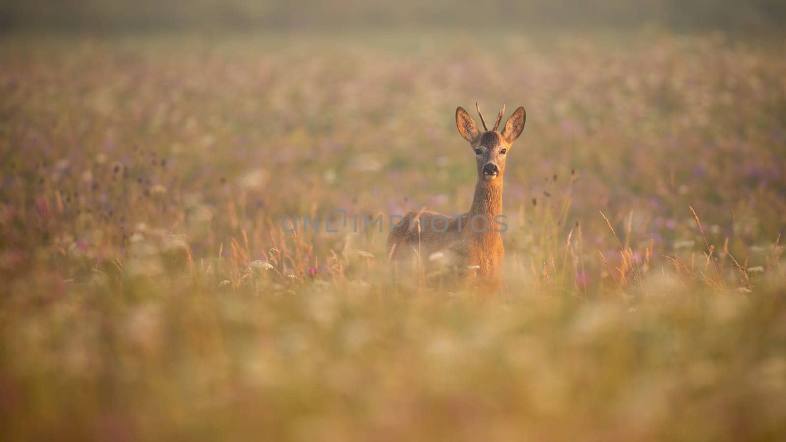 Young roe deer, capreolus capreolus, buck standing in morning mist on a meadow in summer at sunrise with copy space. Front view of animal wildlife on a blooming hay field illuminated by sun.