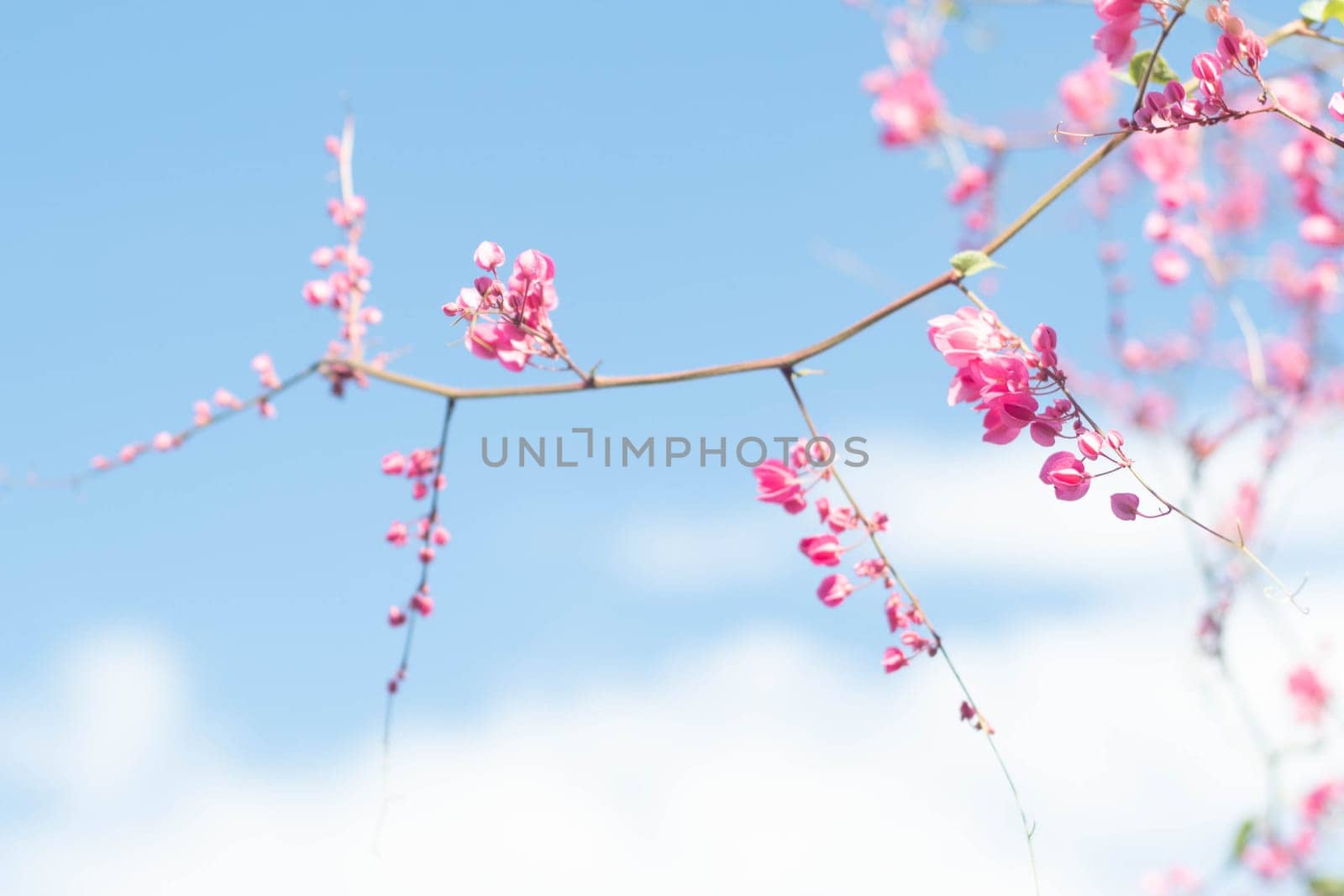 Beautiful Bright Pink oriental flower Cherry Blossoms botany against outdoors  Blue Sky in spring. Abstract romantic feeling.