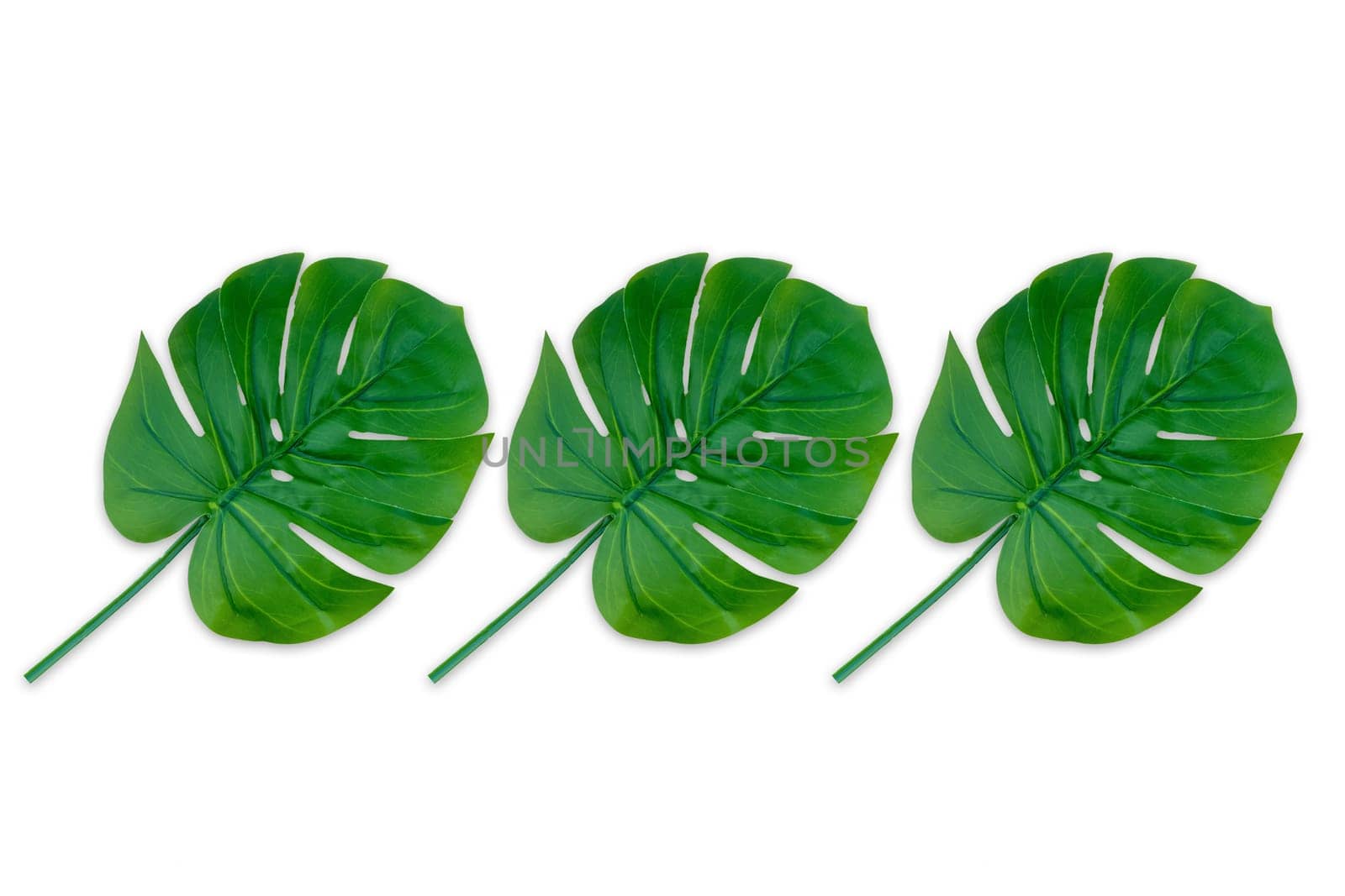 Monstera leaves summer on white background. Copy space concept and top view