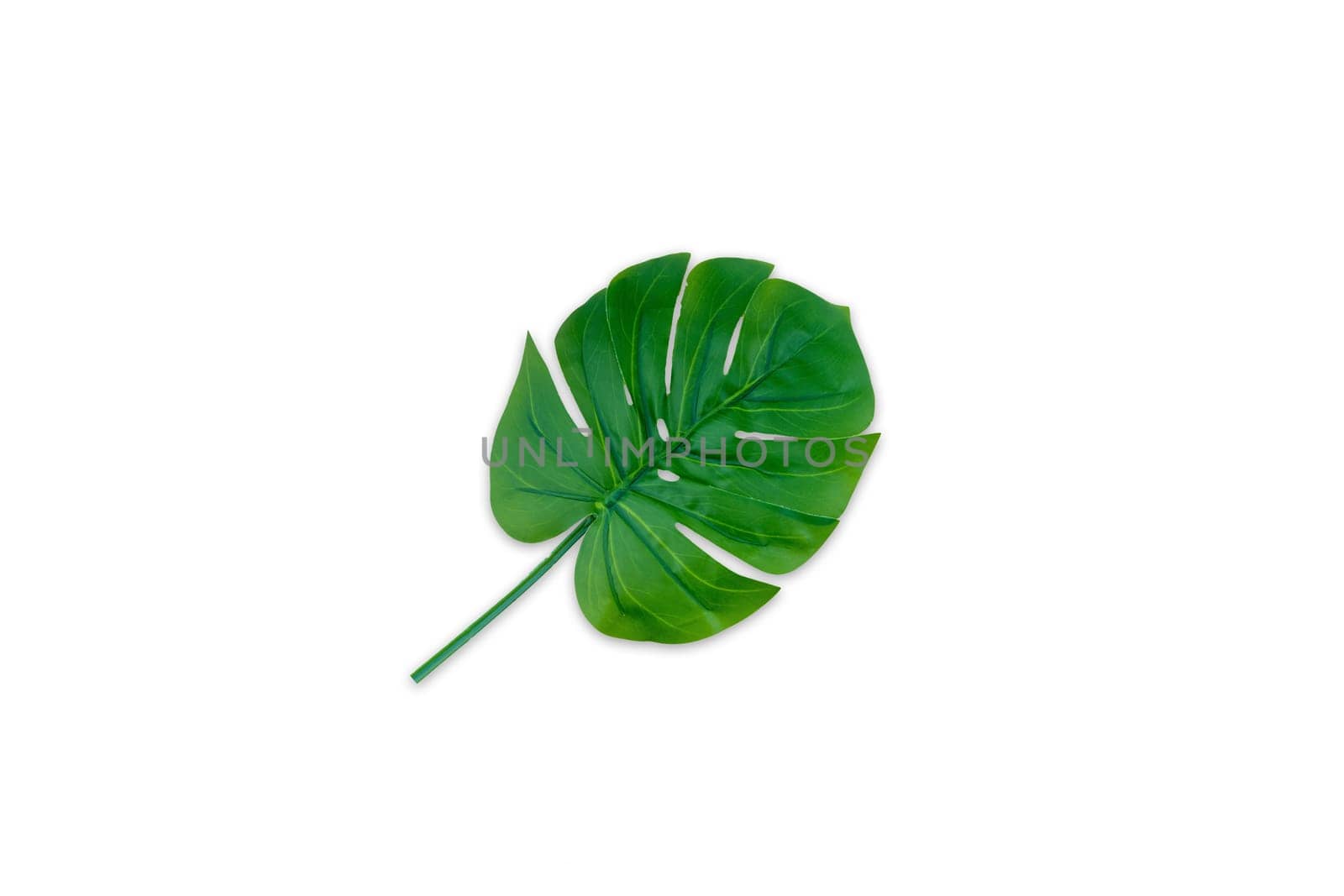 Monstera leaves summer on white background. Copy space concept and top view