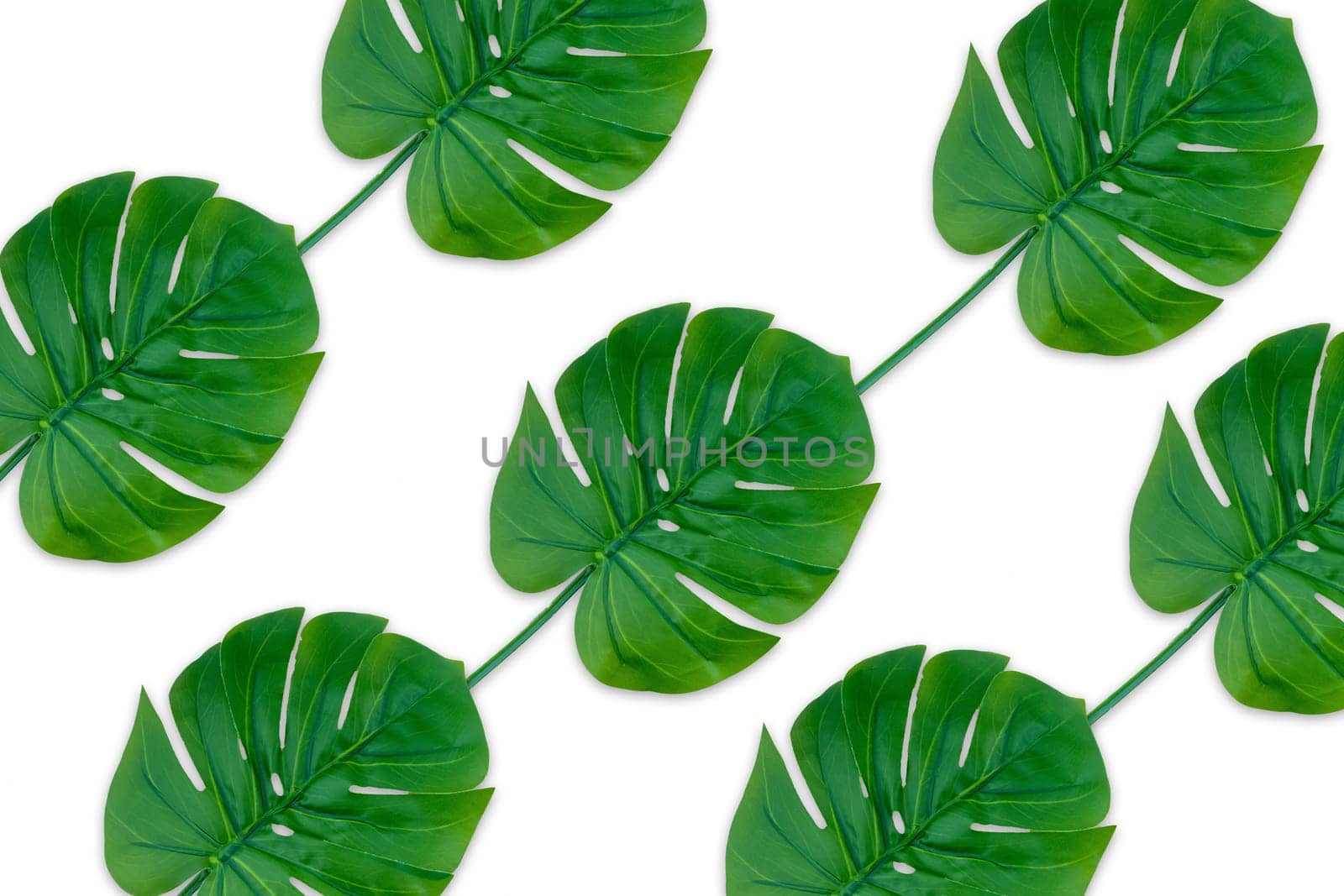 Monstera leaves summer on white background. Copy space concept and top view