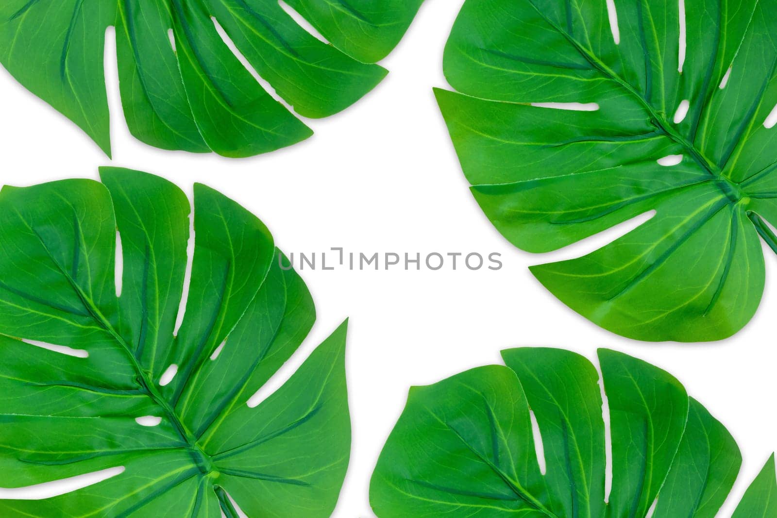 Monstera leaves summer on white background. Copy space concept and top view