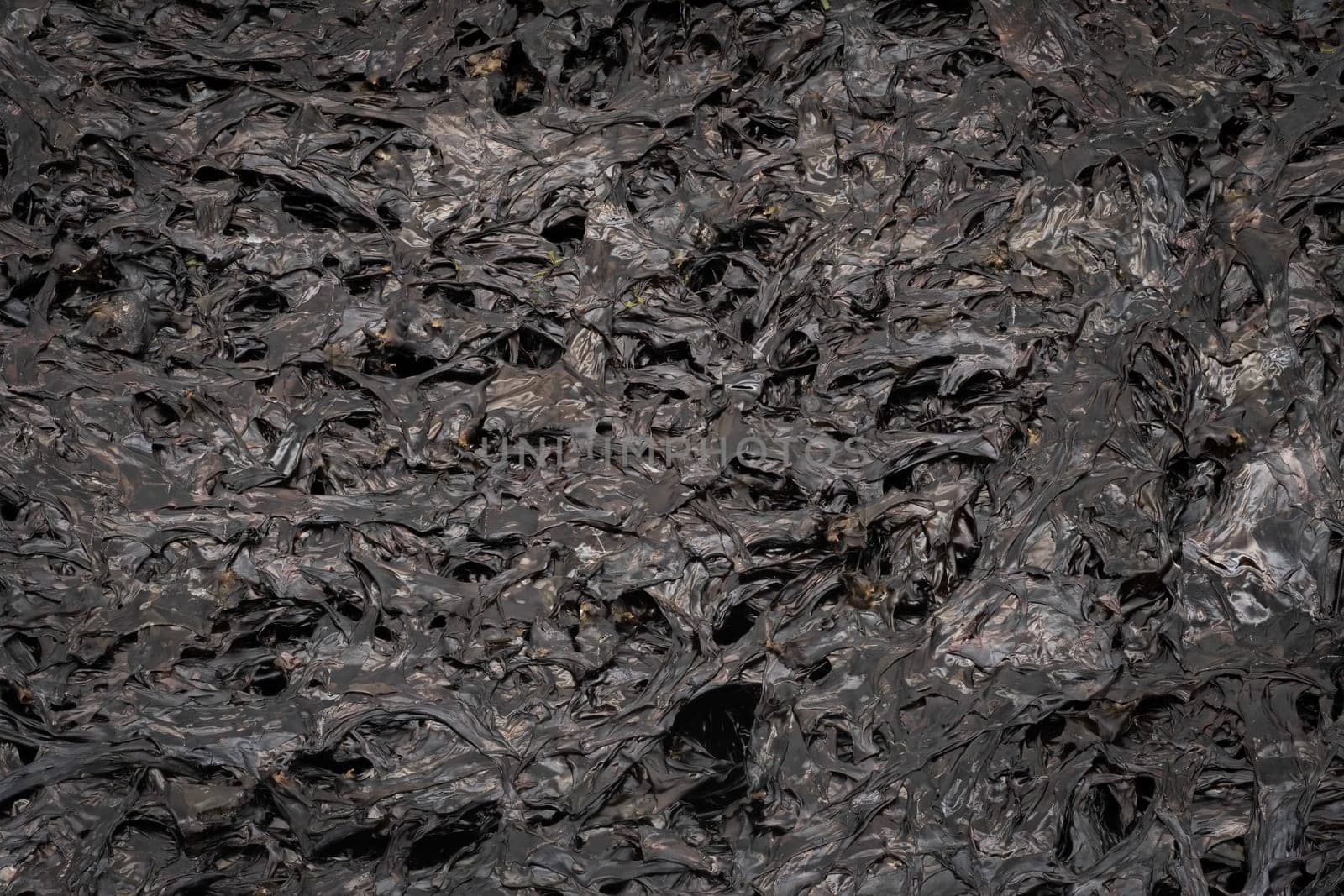 Dried Seaweed, close up and studio shot of asian snack