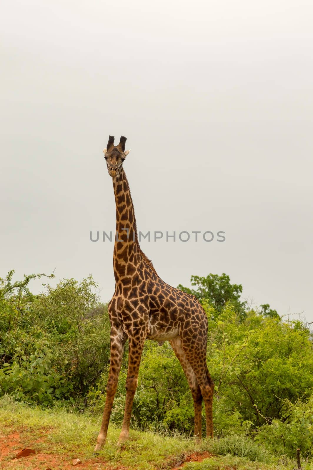 Giraffe isolated in Tsavo East Park Kenya