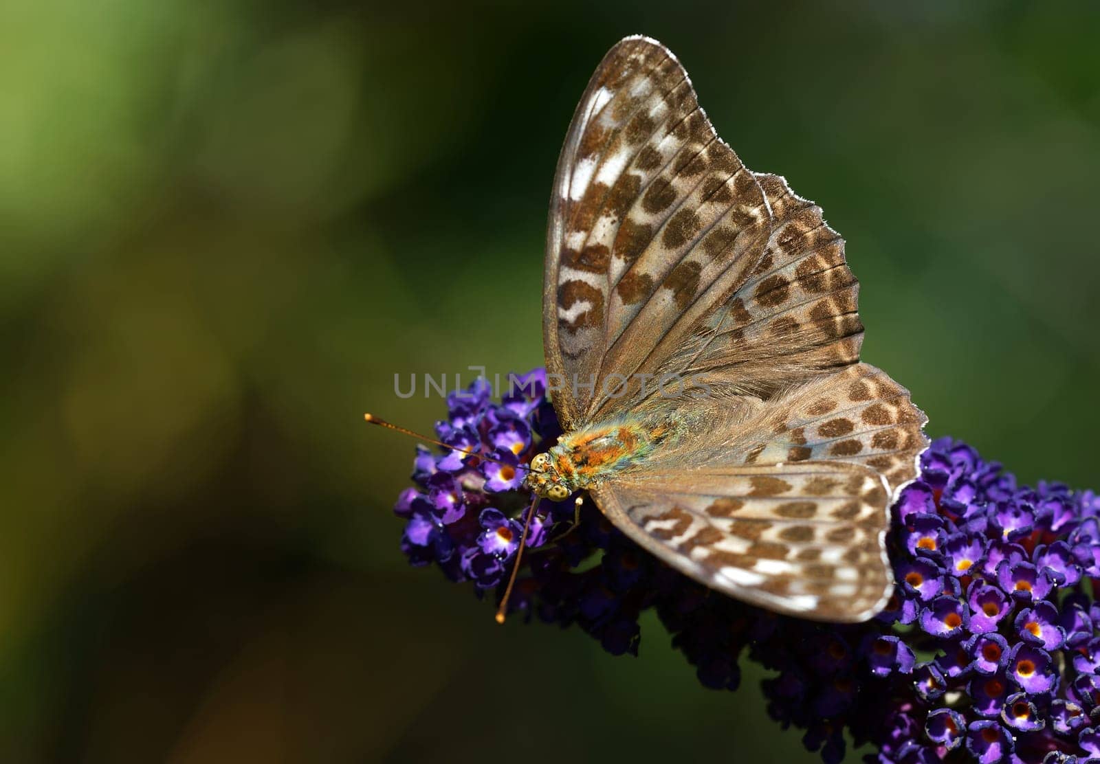 Argynnis paphia f. valesina - brauner Kaisermantel