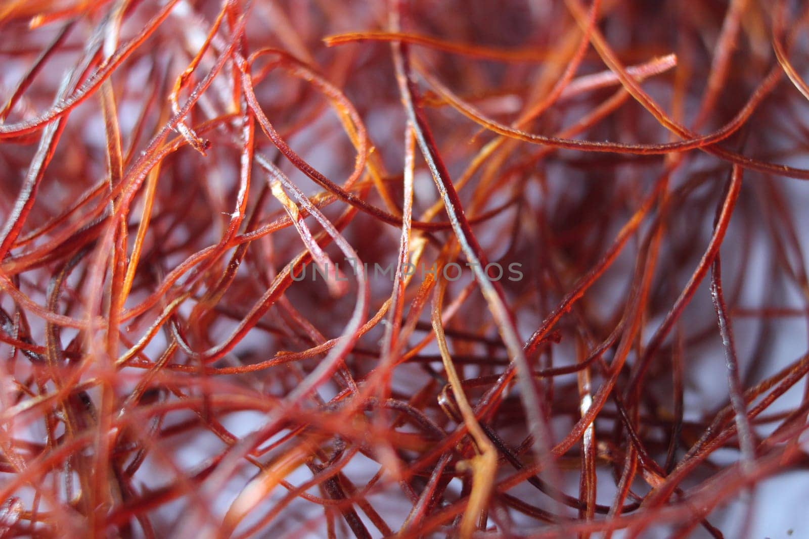 Macro photograph view of saffron with selective focus. Crocus sativus, commonly known as the "saffron crocus"""