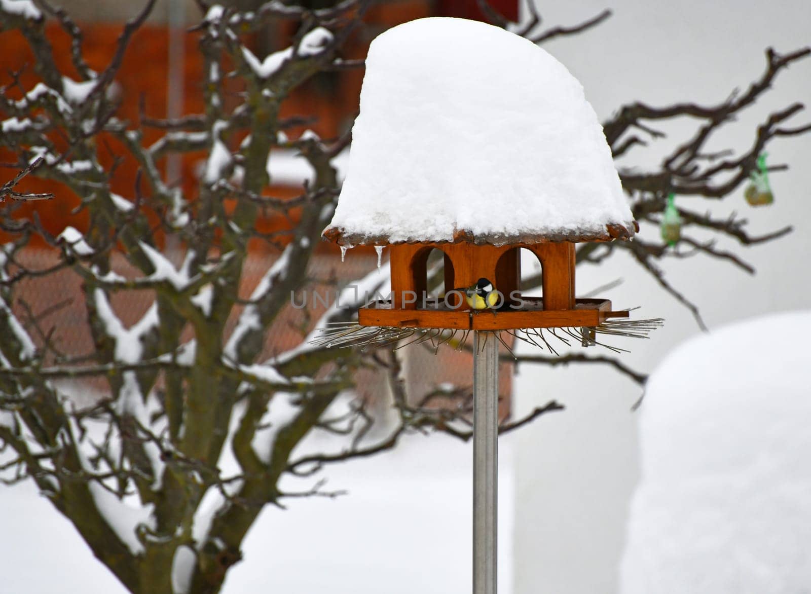 bird in the winter