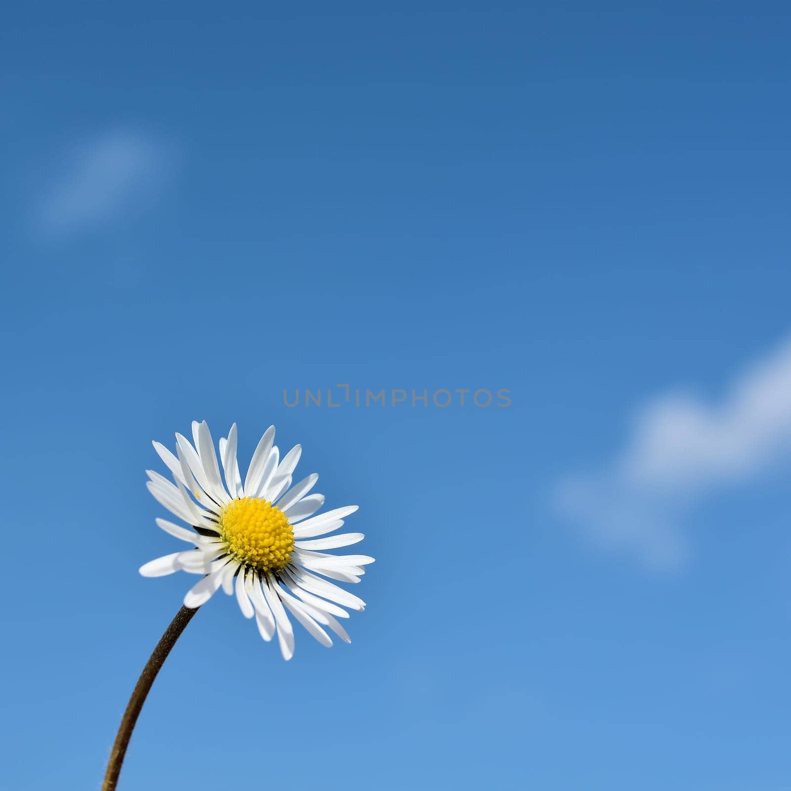 Daisies and blue skies in spring
