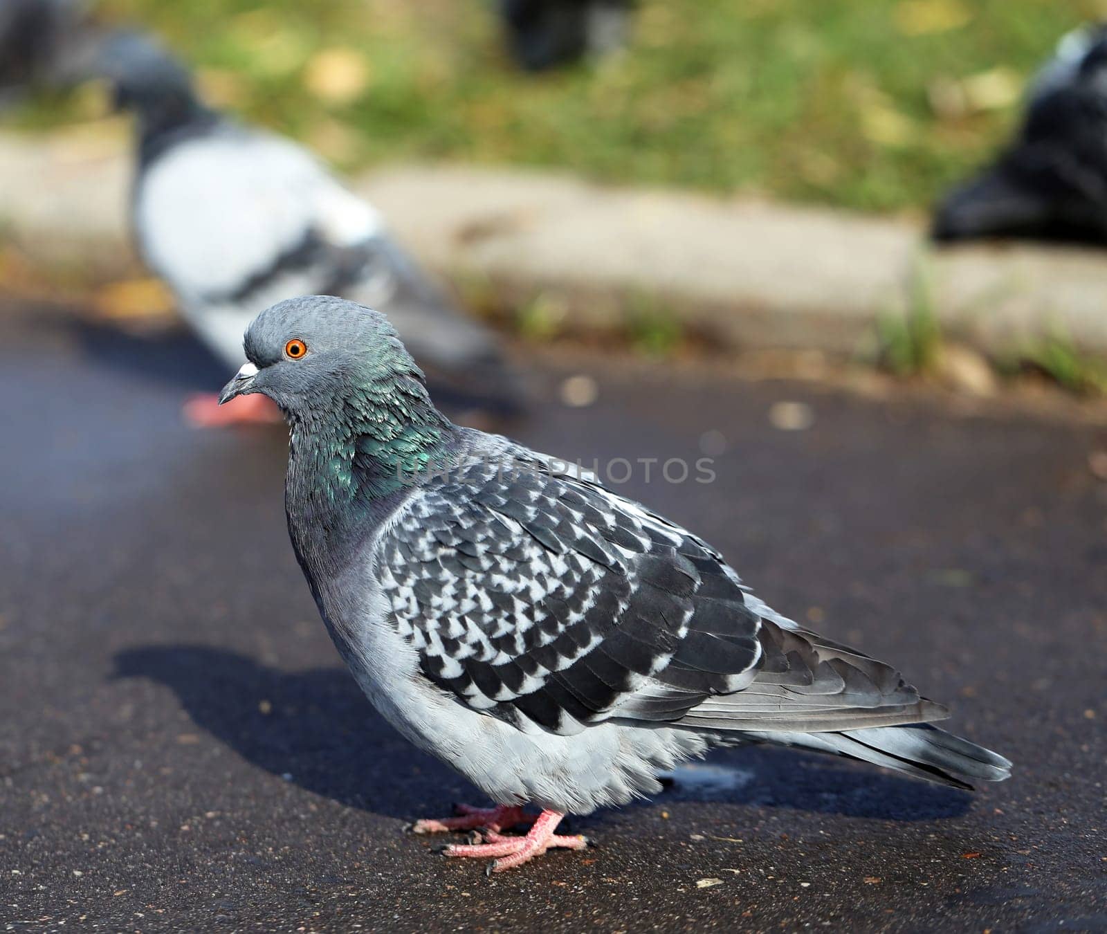 Cesar dove standing on the pavement and photographed close-up
