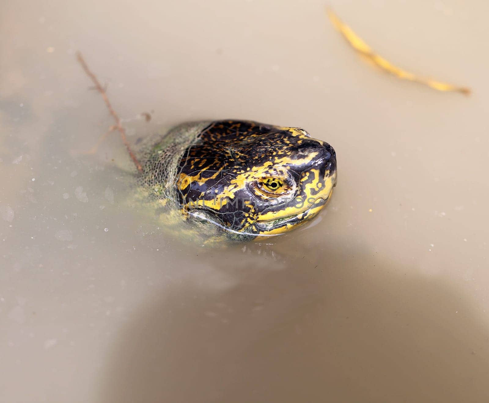 Turtle head peeking out of the water, photographed close-up