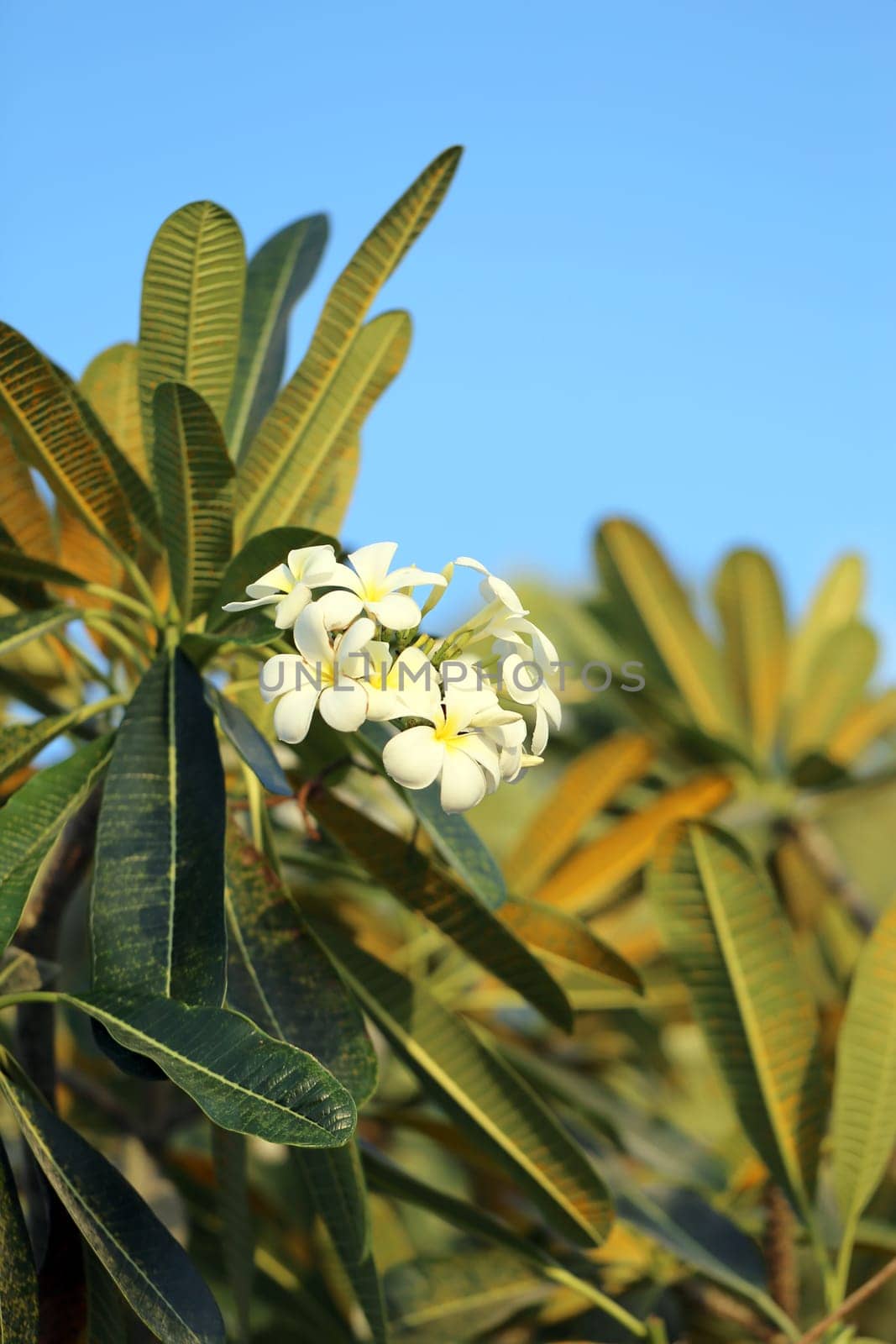 Beautiful flower plumeria on a background of blue sky photographed close-up