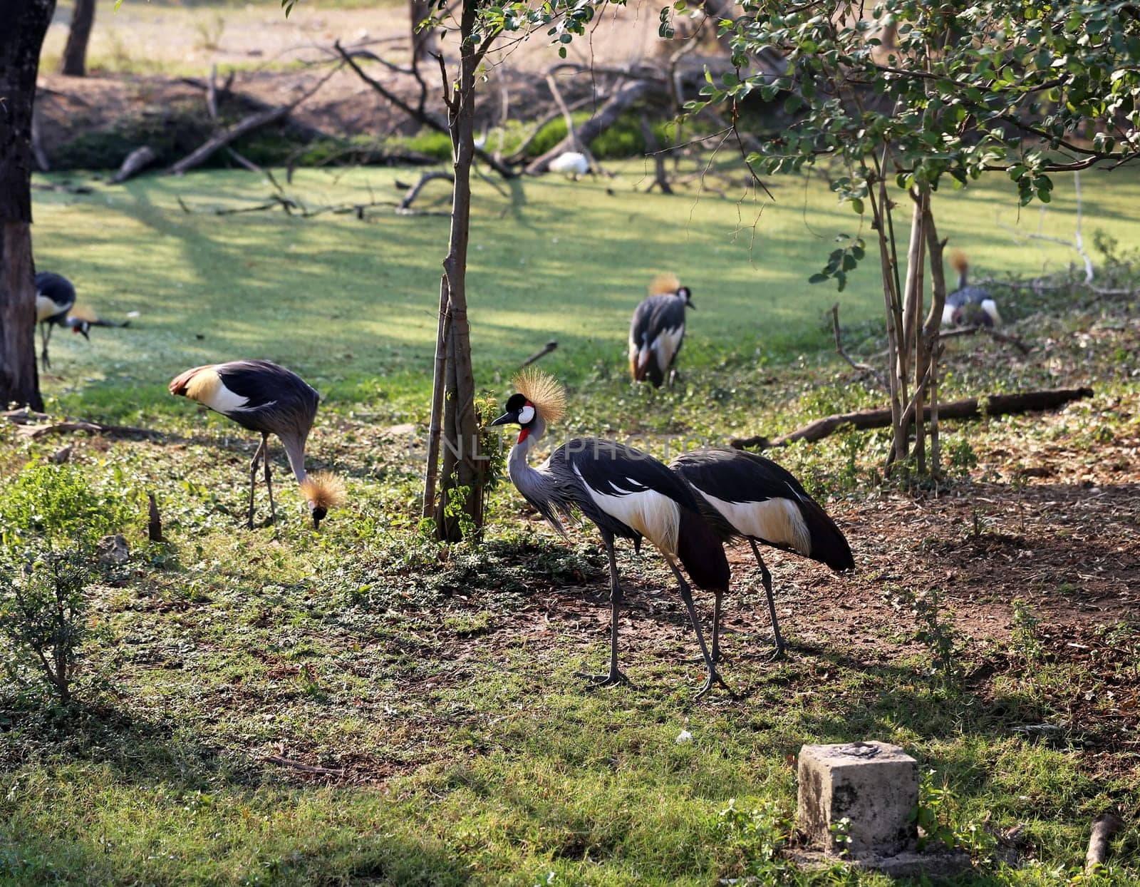 crowned cranes walking in a field on the green grass