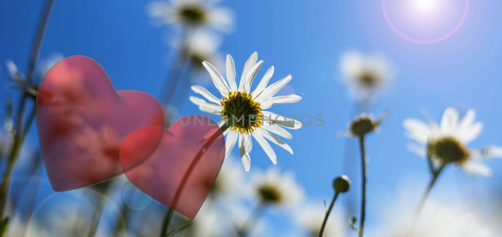 Two hearts Valentines day. Two hearts over background of sunny field with flowers