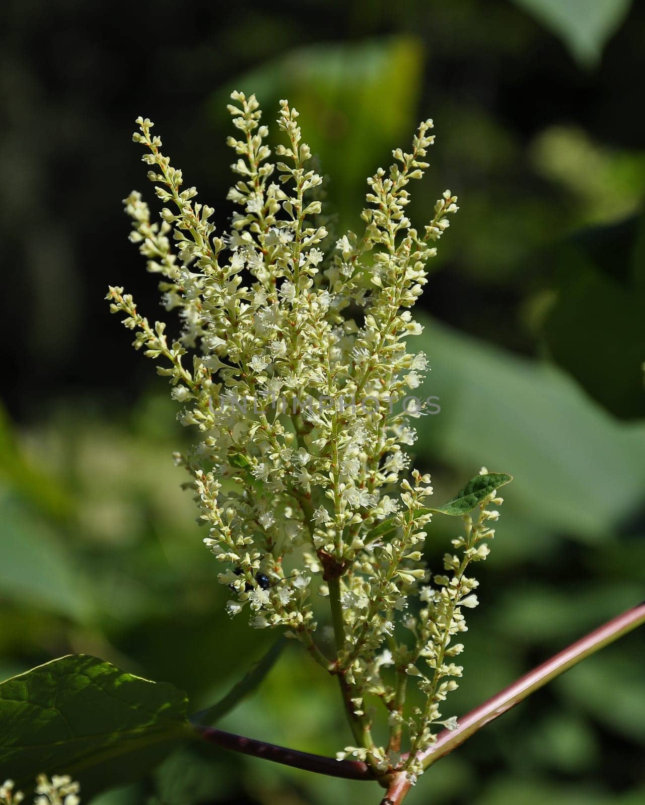 Flower of Reynoutria japonica in closeup view in Bavarian Forest