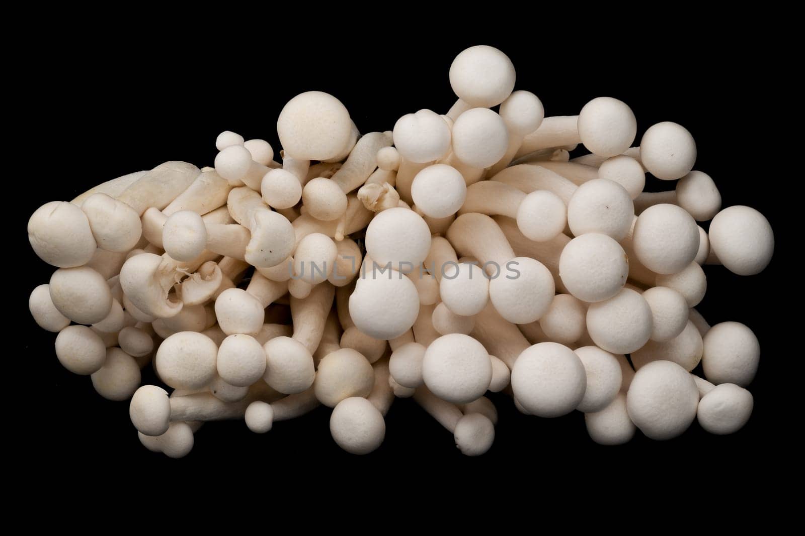 Shimeji Mushrooms, close up and studio shot of edible mushroom on black background
