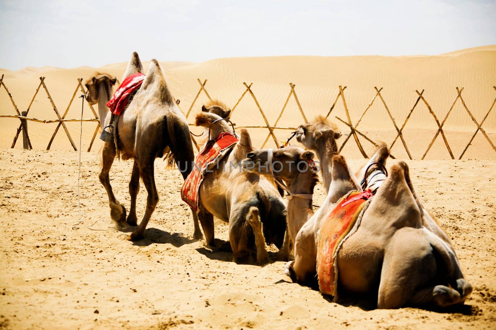 Kubuqi Desert, Inner Mongolia, China