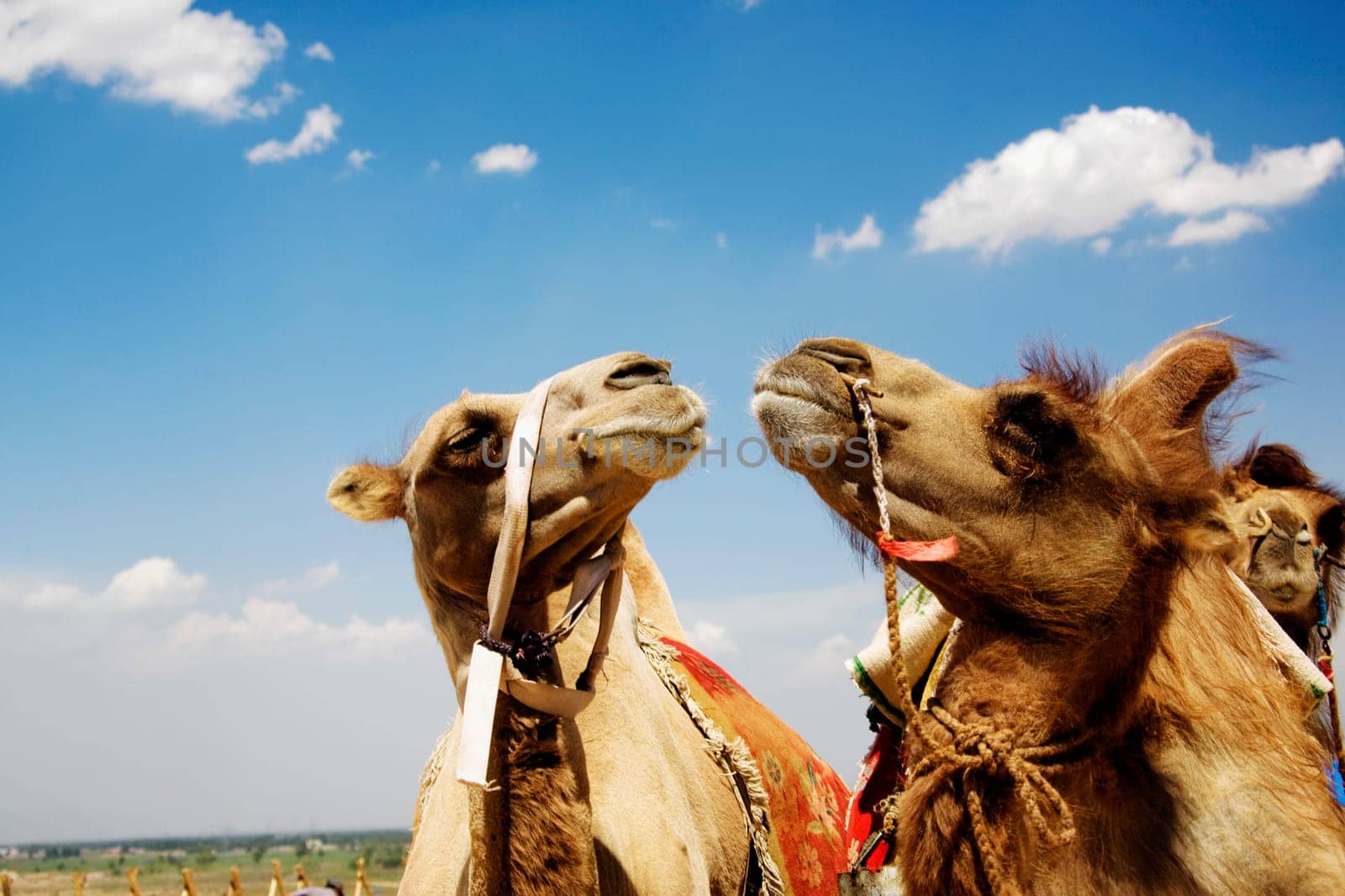 Kubuqi Desert, Inner Mongolia, China