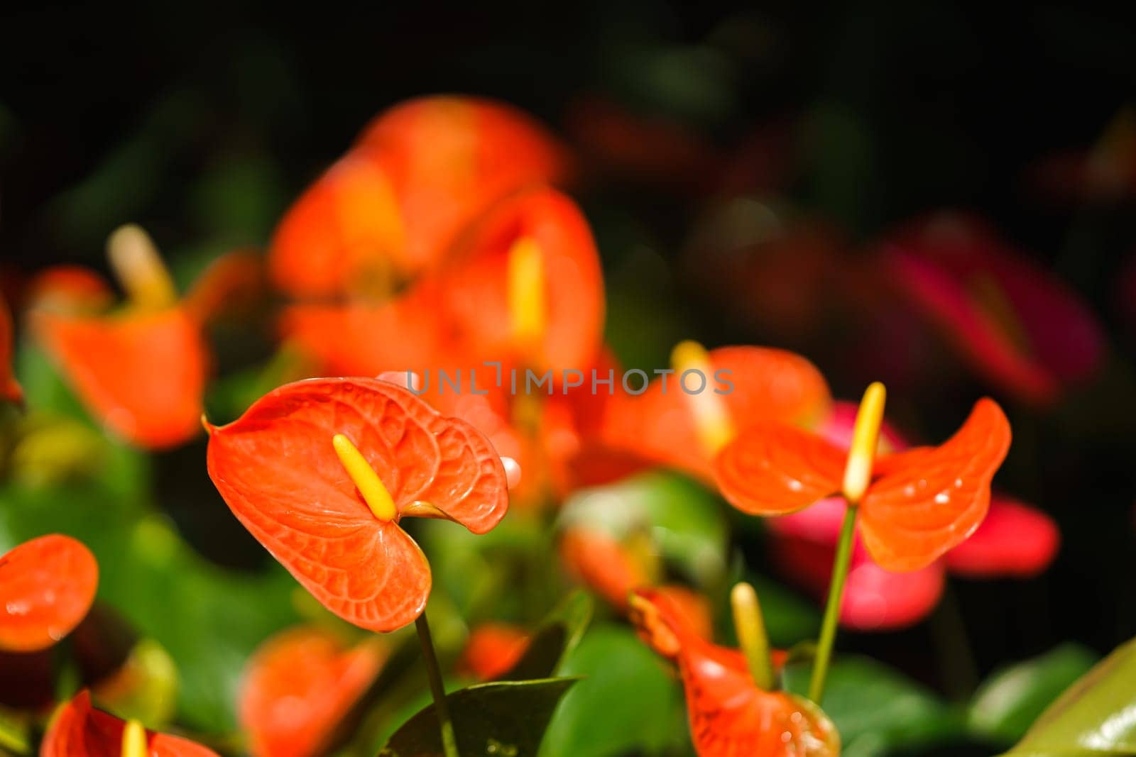 Orange Anthurium flower or flamingo flower blossom with green leaves in the garden