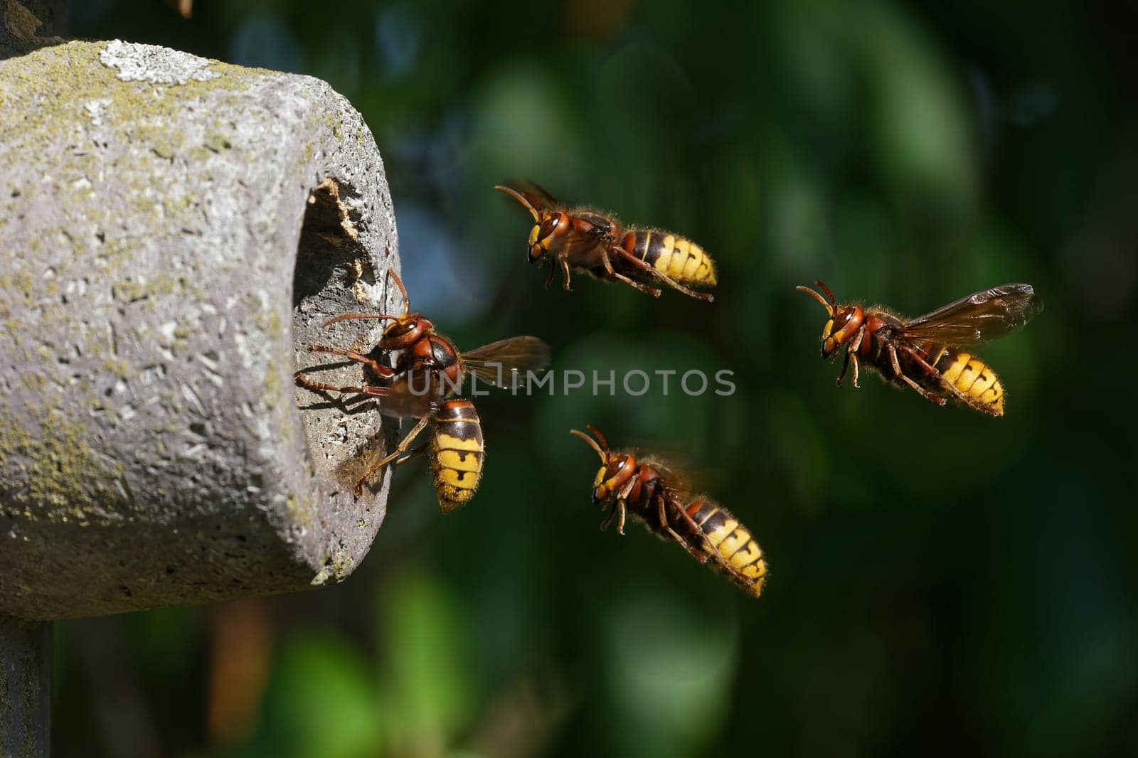 Hornets flying into the nest