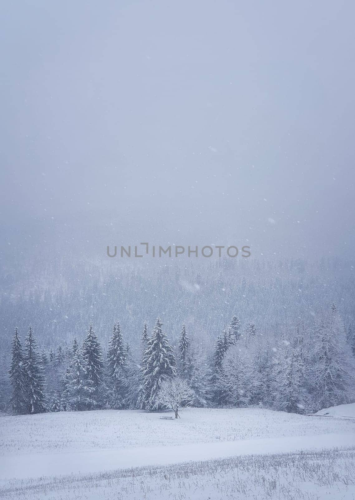 Winter snowfall landscape in Carpathian mountains, vertical shot. Wonderful idyllic snowing scene with a bench under a lone tree in front of a coniferous forest under snow. Foggy white woodland view