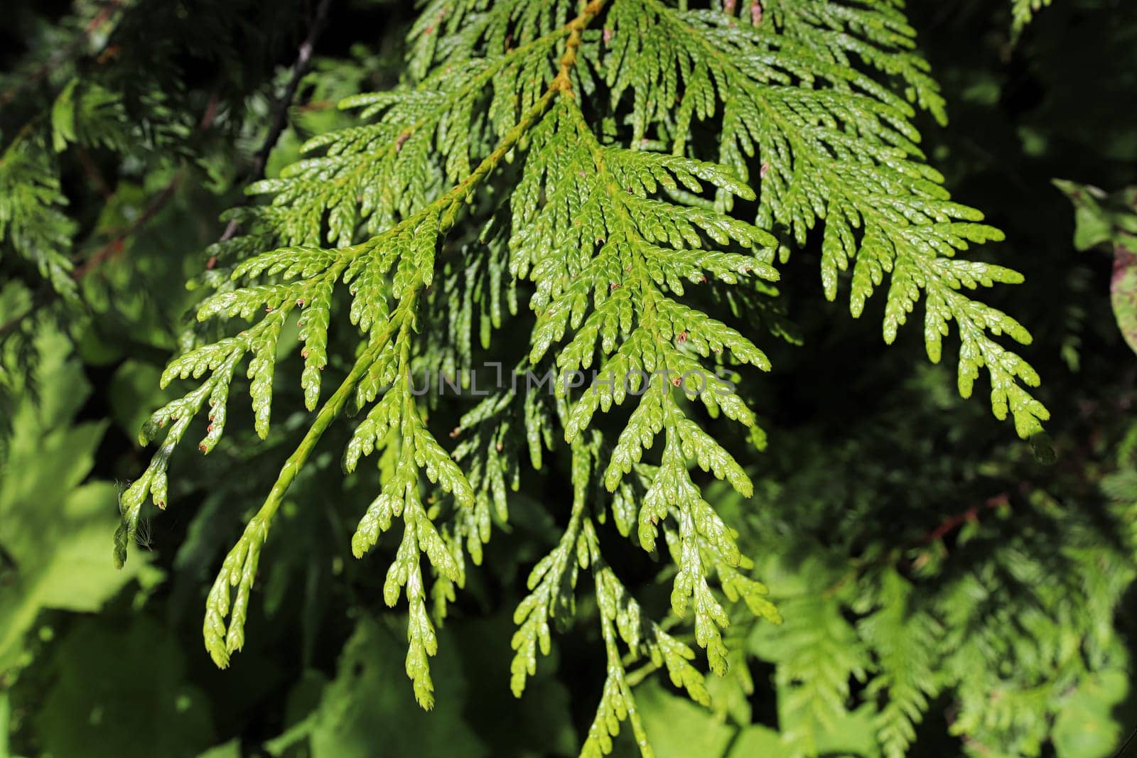 Closeup of a branch on a cedar tree.