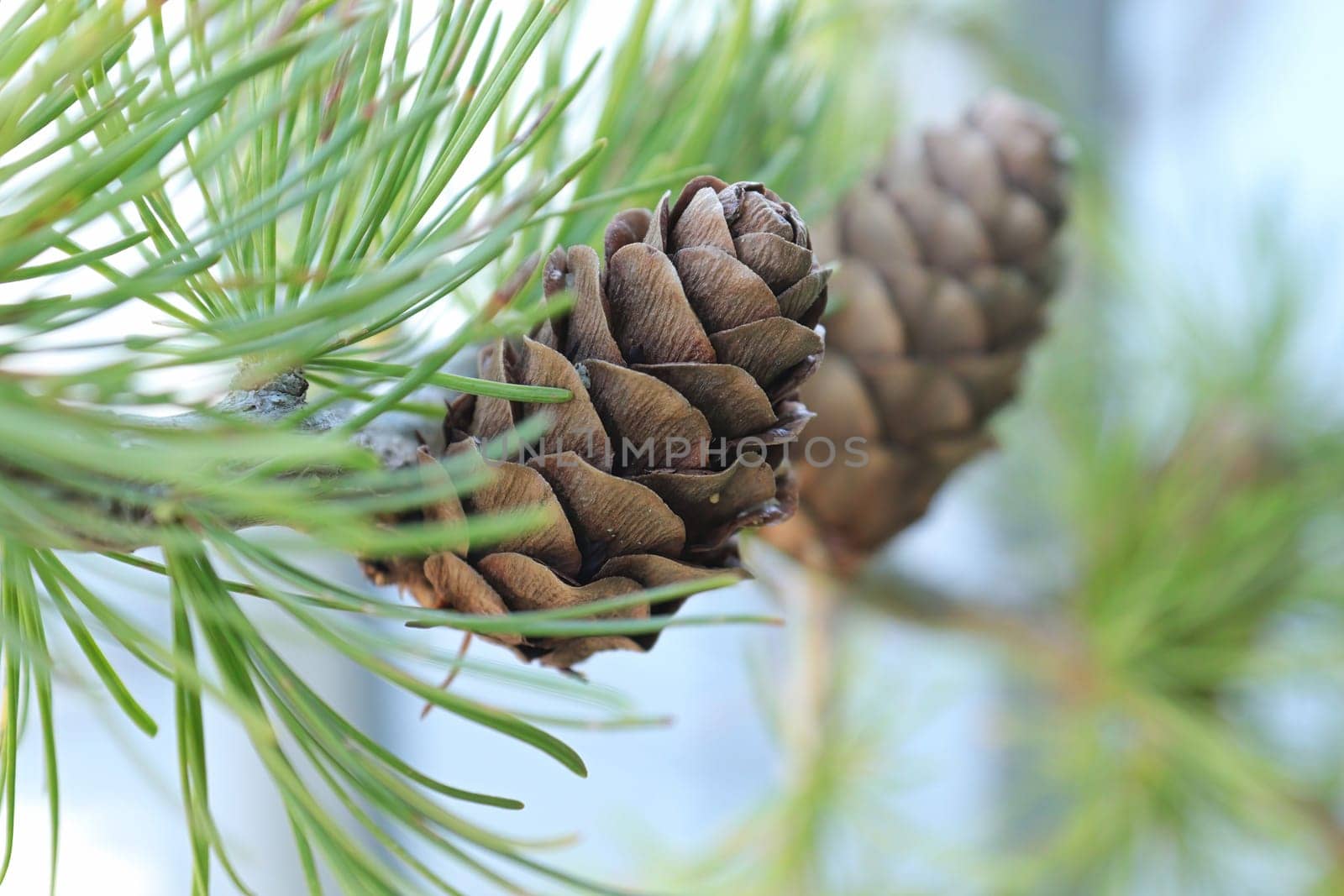 Selective focus on a larch cone against light blue background.
