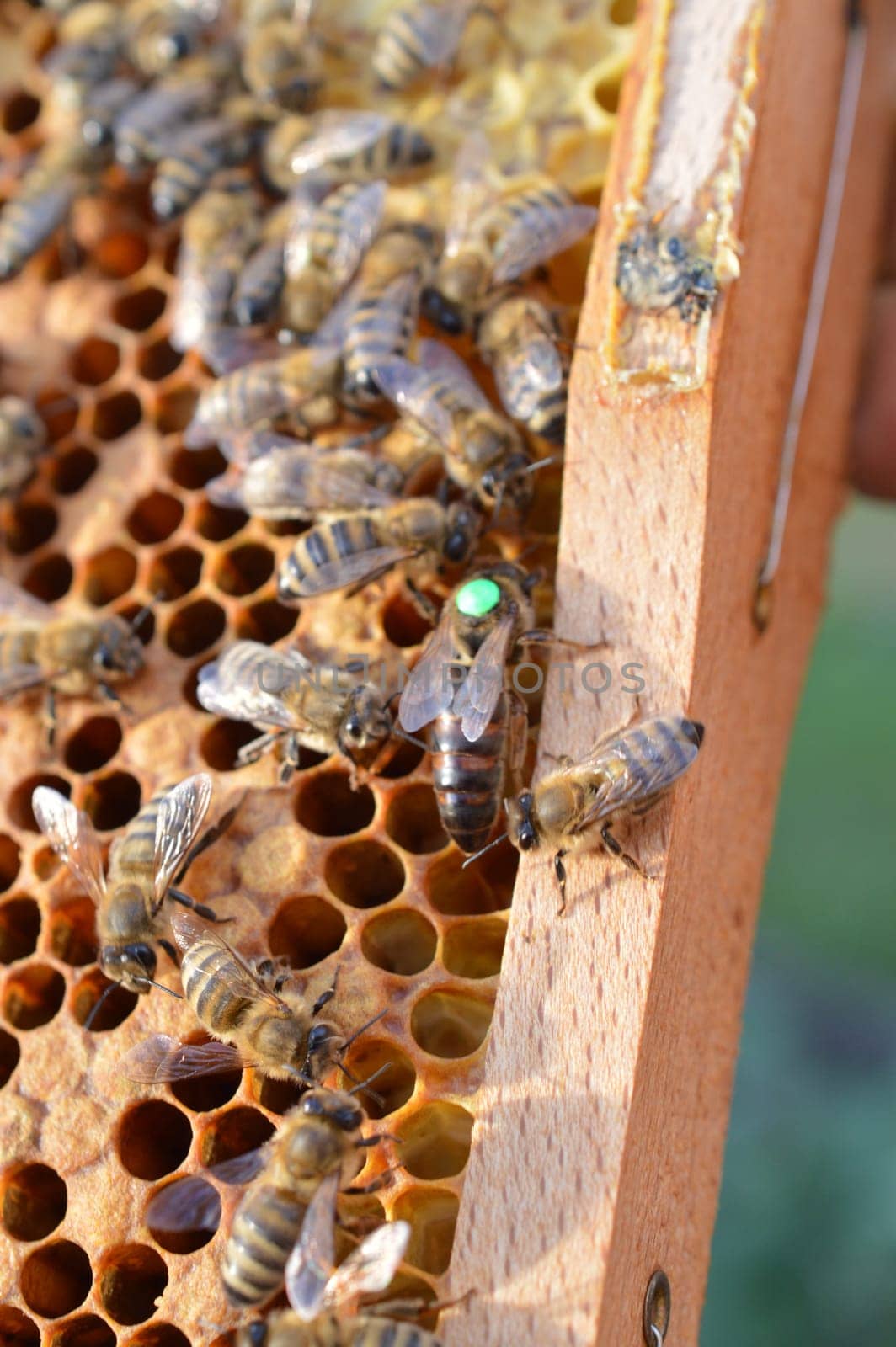 Buckfast queen bee marked with green dot for the year 2019 in bee hive with her Carnica mixed lineages honeybee daughters
