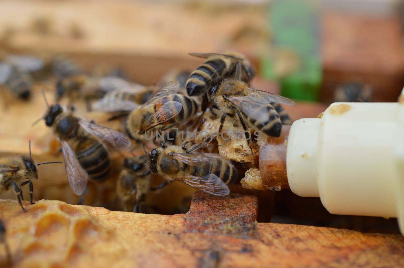 honey bee midwifes helping their queen while hatching from artificial queen cell