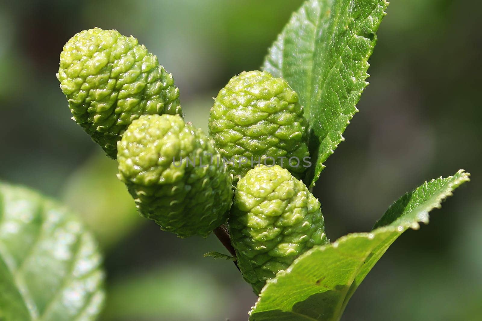 Macro of green unripe alder catkin cones.