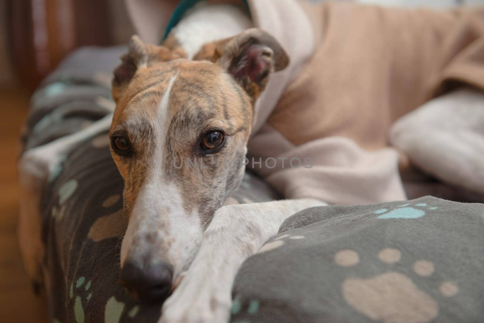Close up horizontal portrait showing the face of a brindle and white adopted pet greyhound. Wearing a fleece jacket and resting her head on a blanket