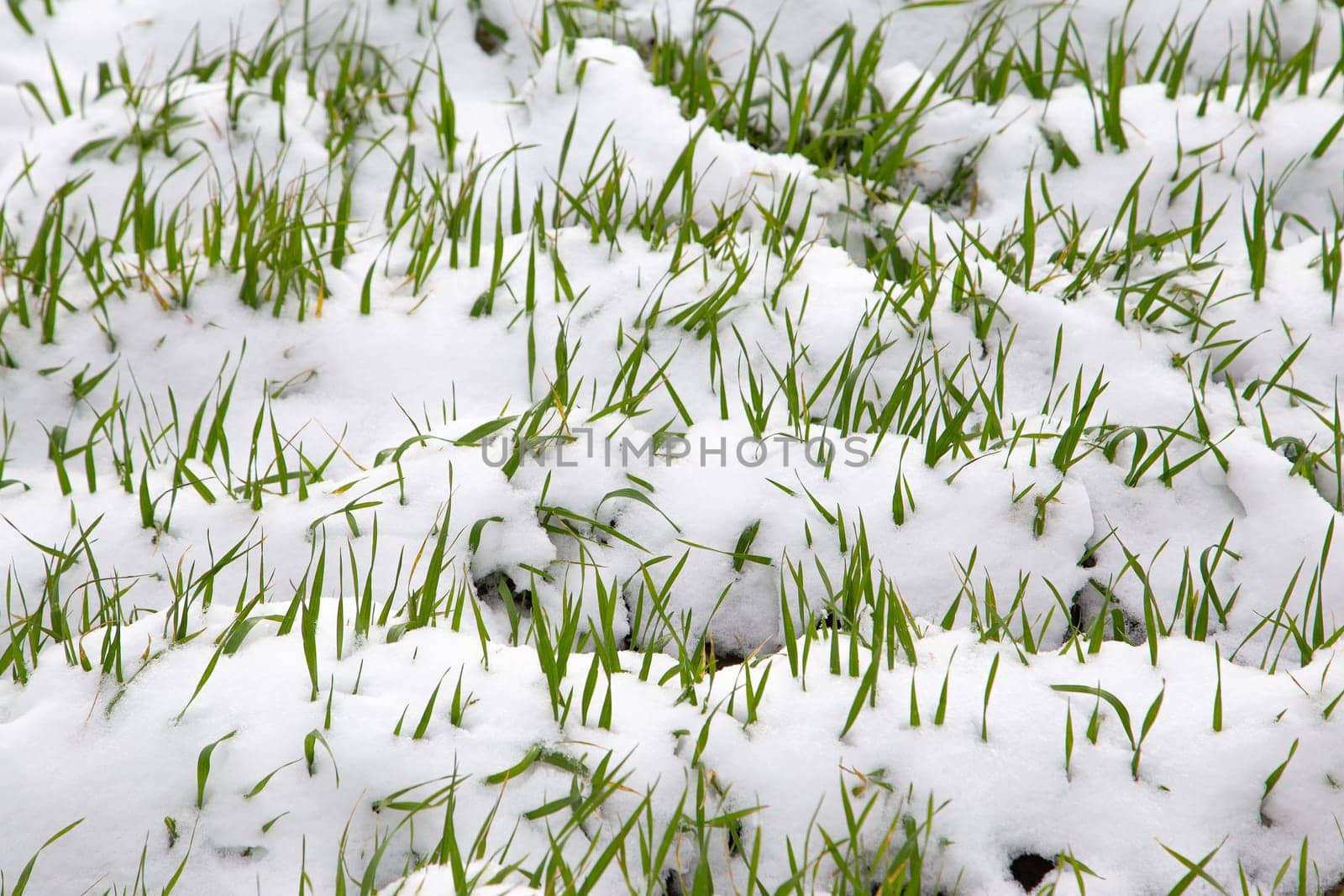 Winter crop covered by snow. Winter field, green shoots. UK, Suffolk. Close up young plants
