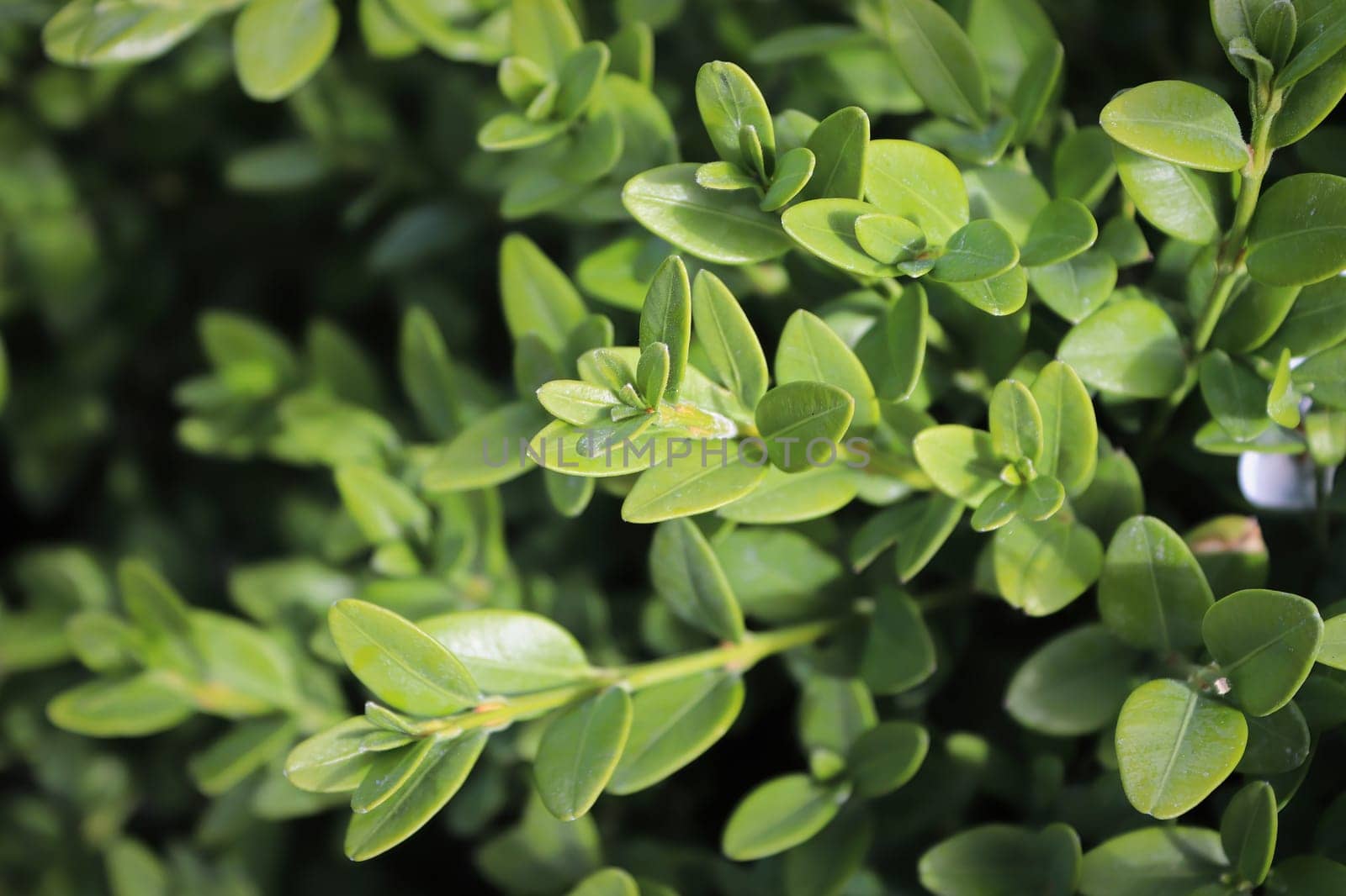 Background of common green boxwood branches with selective focus.