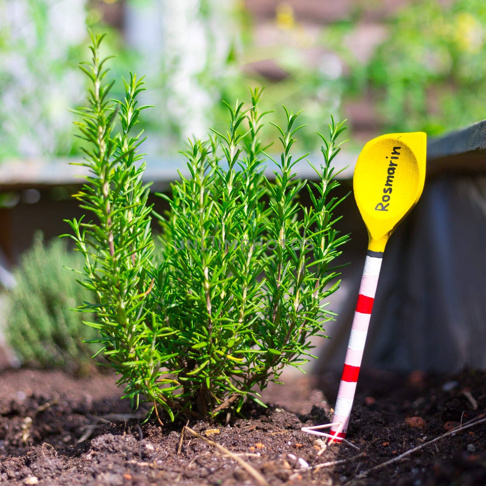 Aromatic and healthy herbs growing in a raised bed in the own garden. Rosemary