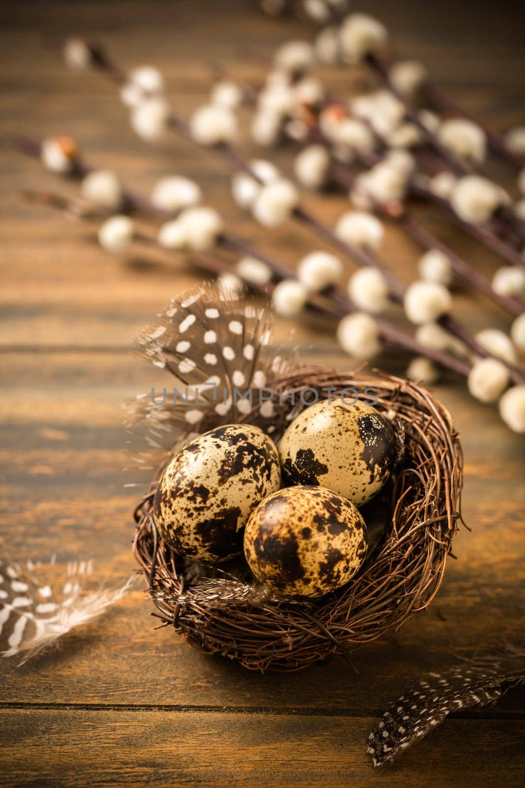 Quail eggs with pussy willow branches on rustic wooden background
