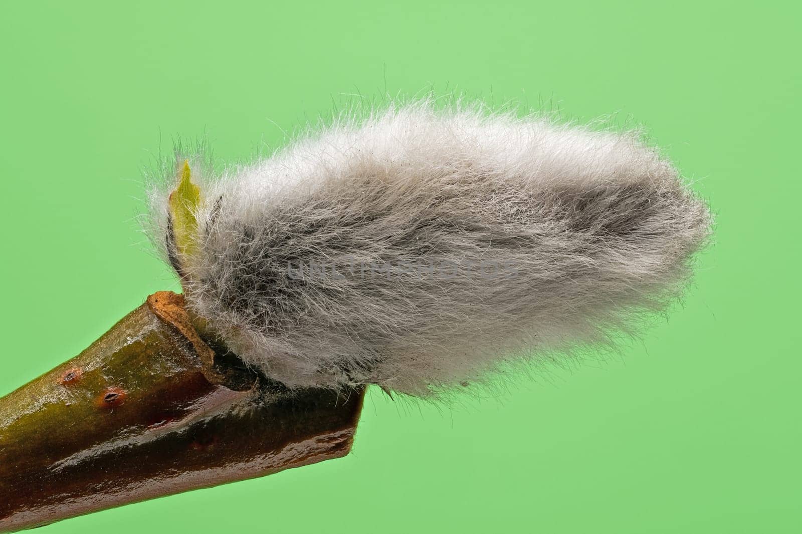 Male Catkin Green Screen, close up of twig in bloom